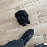 Cucciola di barboncina blek