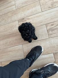 Cucciola di barboncina blek