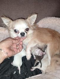 Chihuahua maschietti