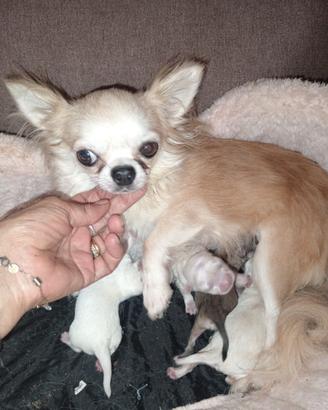 Chihuahua maschietti
