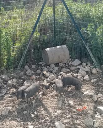 Disponibili maialini vietnamiti