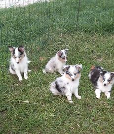 Pastore SHETLAND il piccolo LASSIE in miniatura