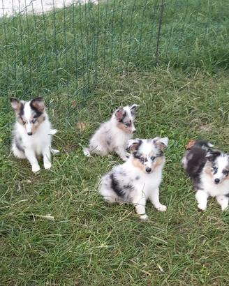 Pastore SHETLAND il piccolo LASSIE in miniatura