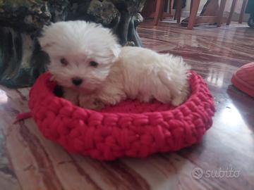 Maltesino toy