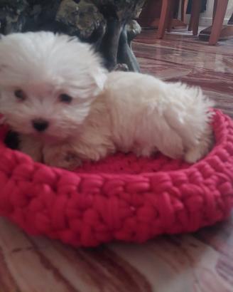 Maltesino toy