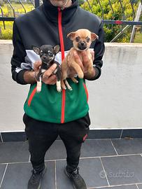 Cuccioli di cihuahua disponibili maschi