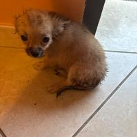 Cucciolo di chihuahua di tre mesi colore fulvo