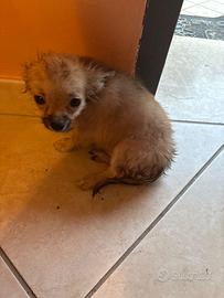 Cucciolo di chihuahua di tre mesi colore fulvo