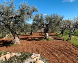 Terreno agricolo