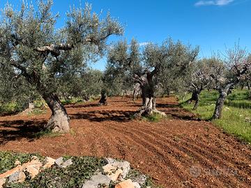 Terreno agricolo