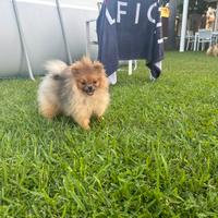 Cucciola di Spitz tedesco nano (Pomerania)