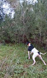 Pointer inglese