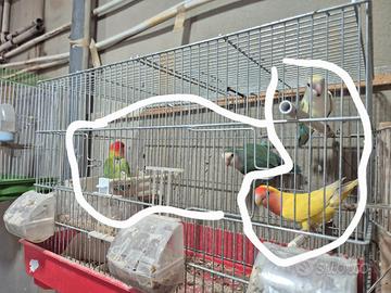 Inseparabili