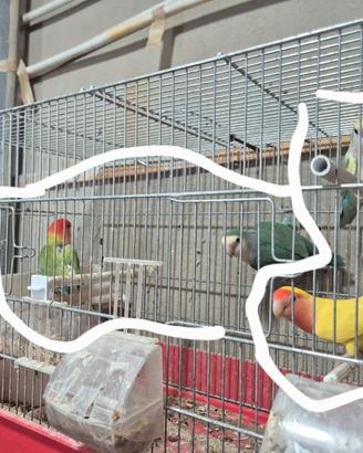 Inseparabili