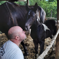 Puledro Murgaint 2025 maschio