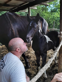 Puledro Murgaint 2025 maschio