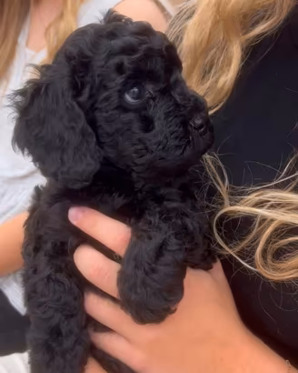 BARBONCINO NANO - BARBONCINI NANI NERI puppy