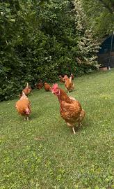 Galline ovaiole