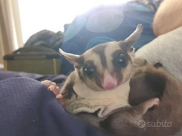 Vendita cuccioli di petauro