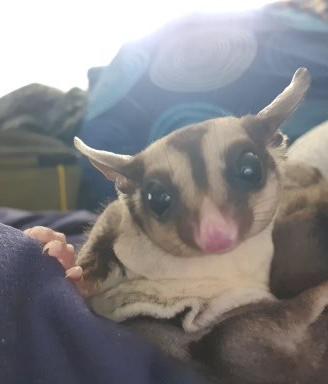 Vendita cuccioli di petauro