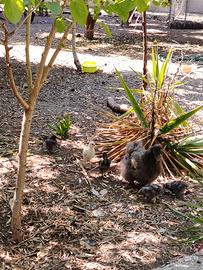 Pulcini moroseta neri