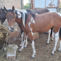 Puledro Paint Horse Homozigote
