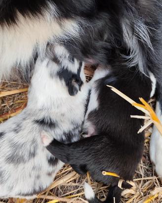Border collie
