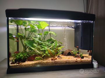acquario completo e avviato Cayman 75 lt