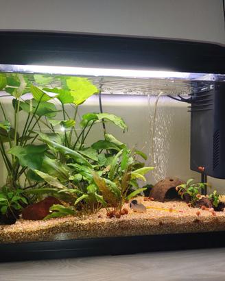 acquario completo e Cayman 75 lt