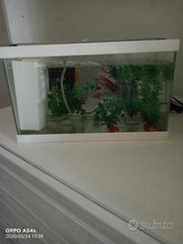 acquario 