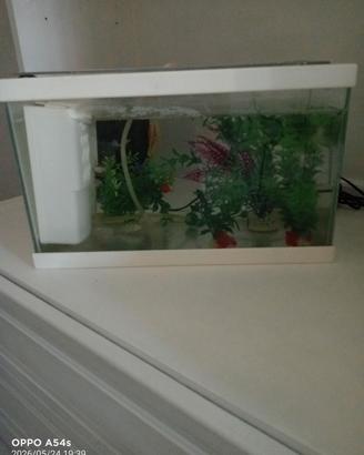 acquario 