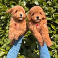 Cuccioli Di Barboncino Toy Albicocca M e F