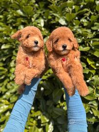 Cuccioli Di Barboncino Toy Albicocca M e F