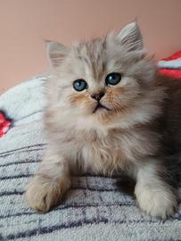 cucciolo maschio gatto persiano 