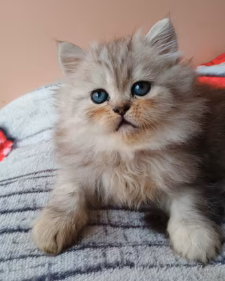 cucciolo maschio gatto persiano 