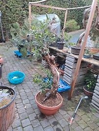 🌿 Ulivo da Margotta 🌿