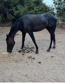 Cavalla 4 anni