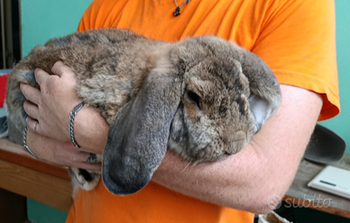 Conigli Arieti Giganti