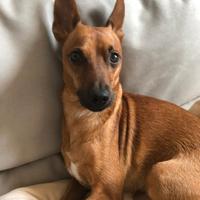 Disponibile per monta