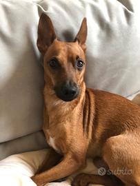 Disponibile per monta