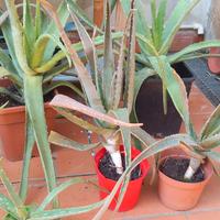 Piante succulente: aloe, crassula, agave, gasteria
