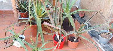 Piante succulente: aloe, crassula, agave, gasteria