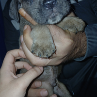 Cuccioli di cane corso