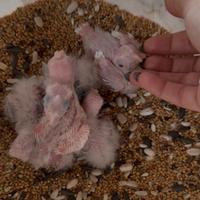 Pulli pappagalli Calopsite e inseparabili