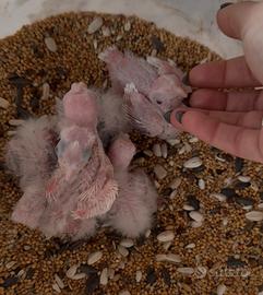 Pulli pappagalli Calopsite e inseparabili