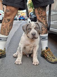 American bully xl cucioo