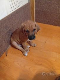 Cuccioli segugio maremmano
