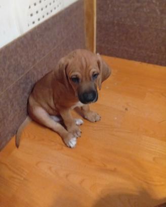 Cuccioli segugio maremmano