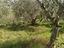 Immagine 25