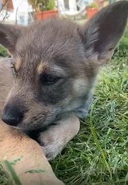 Cuccioli cane lupo cecoslovacco
